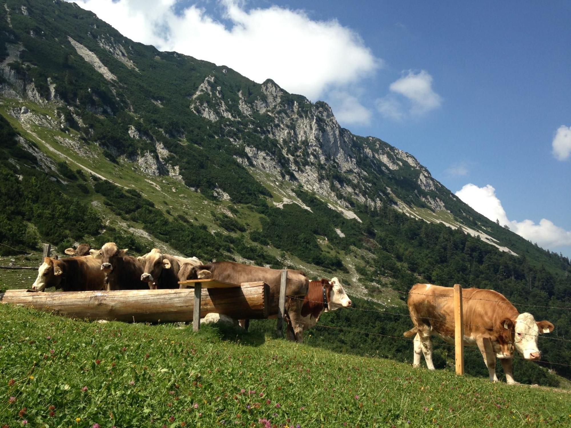 Bio-Bauernhof Bachangerhof Kössen Екстериор снимка